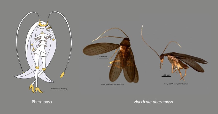 Barata Pheromosa