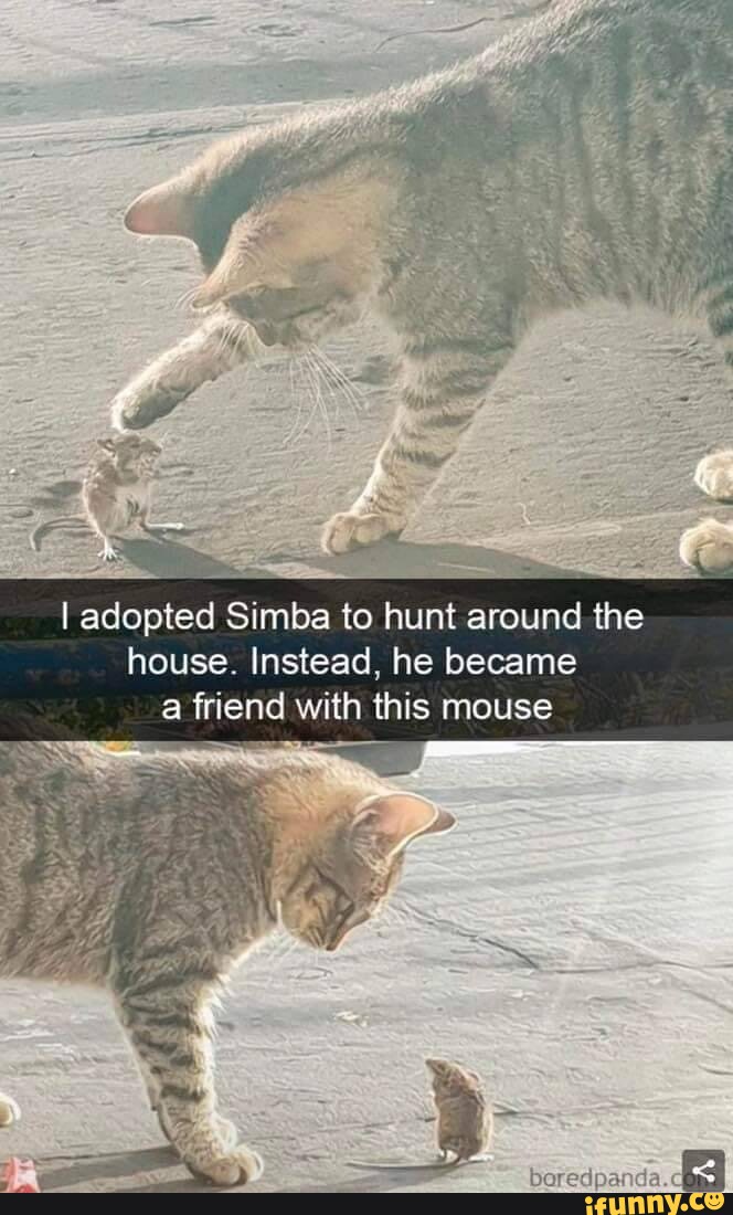 Adotei Simba para caçar em casa. Em vez disso, ele se tornou amigo deste rato
