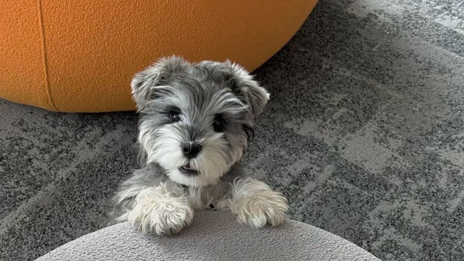 pokemon wind waves fake leak