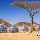 Pokémon Go desert biome explained